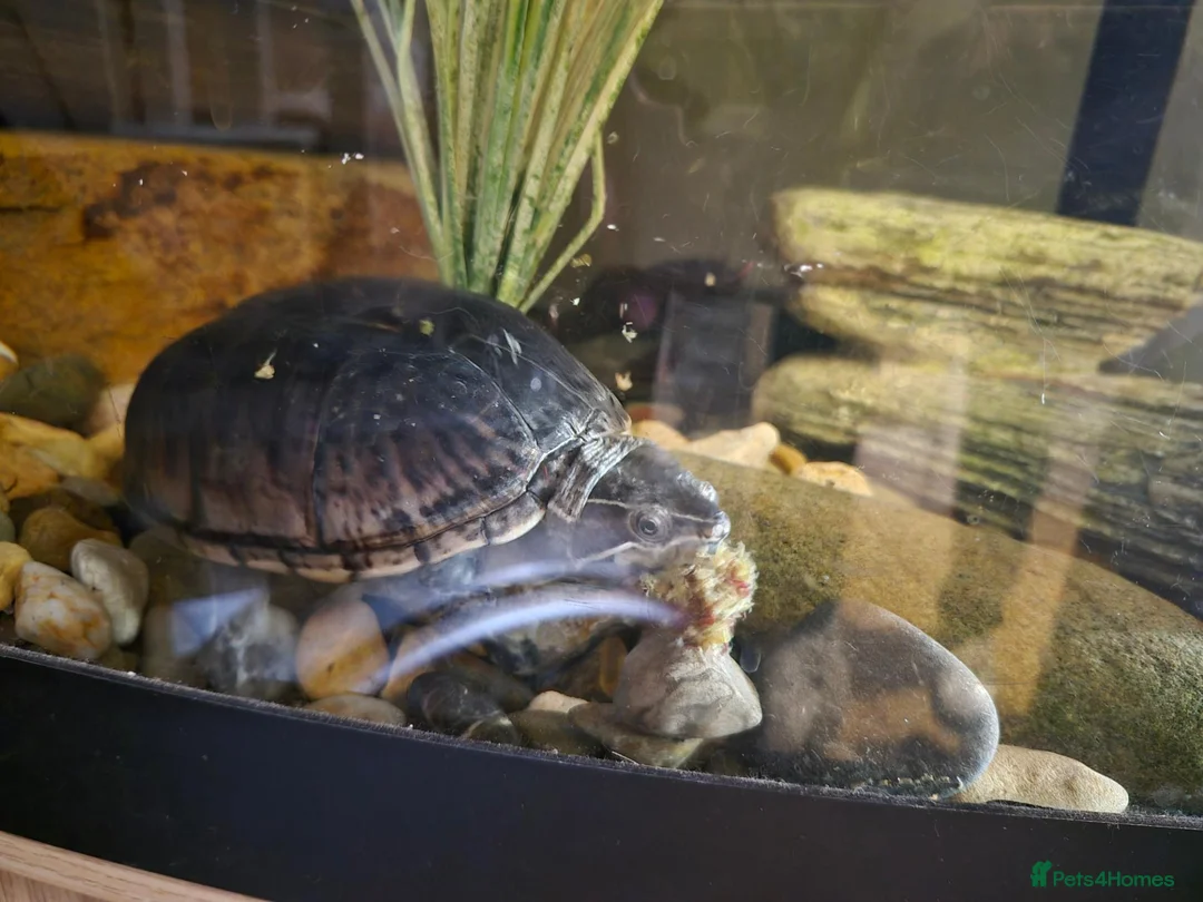 Turtle reptiles for sale: Turtle in Newcastle upon Tyne - Advert 2