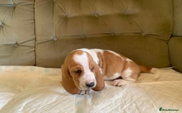 Basset Hound dogs for sale: Basset Hound Puppies - Image 9