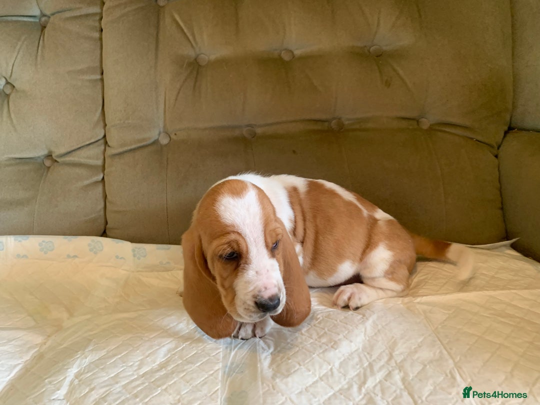 Basset Hound dogs for sale: Basset Hound Puppies - Image 9