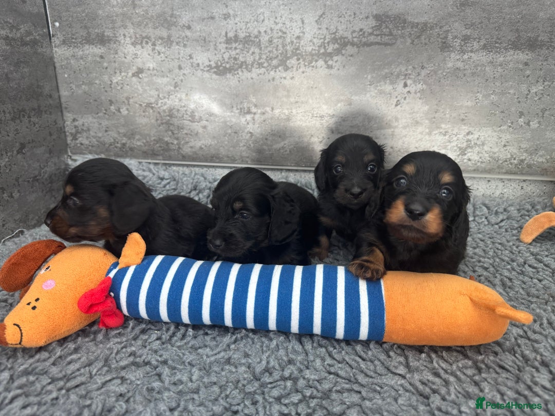 Miniature Dachshund dogs for sale: Ready now miniature long haired dachshunds in Stowmarket - Image 12