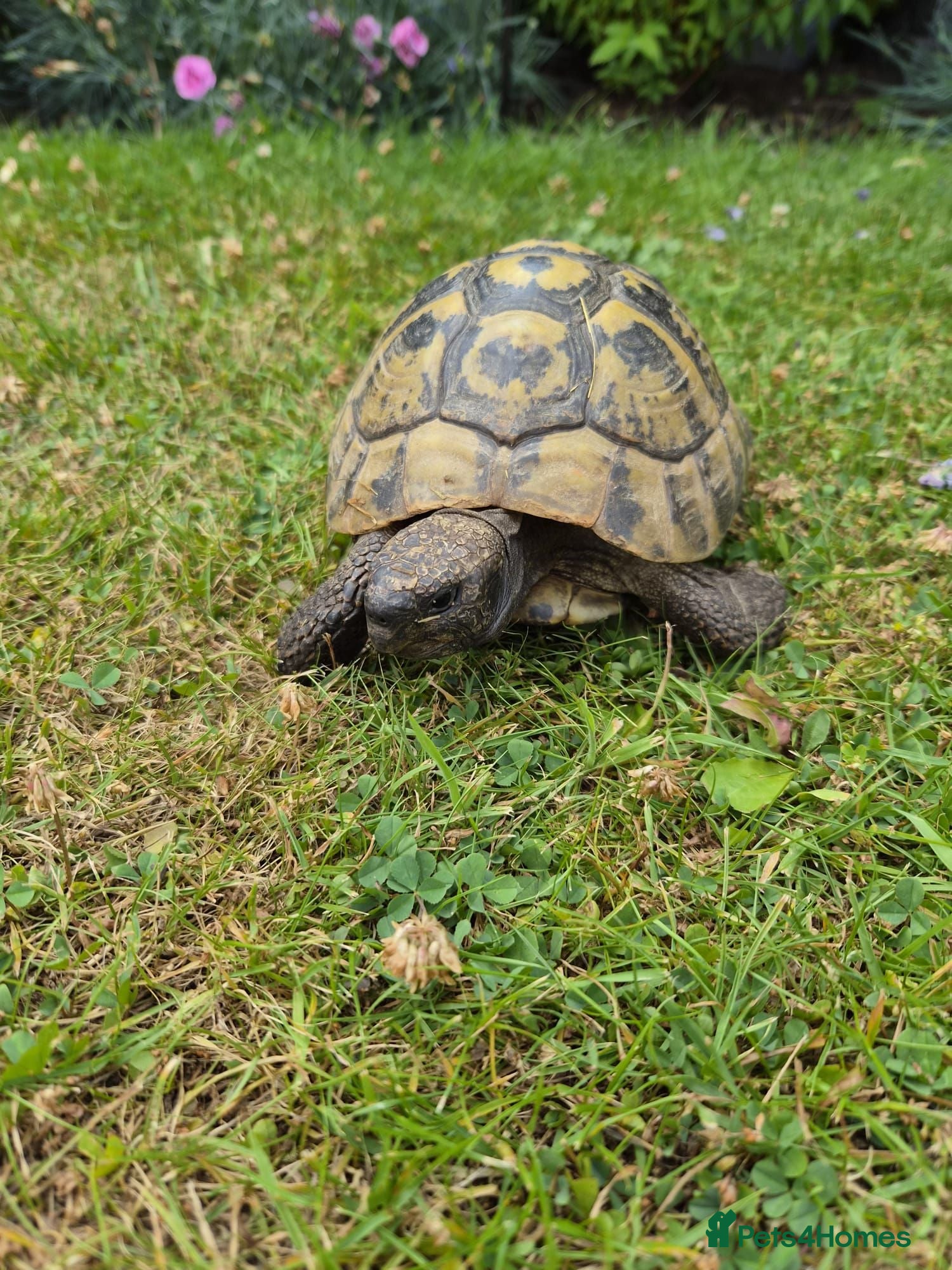 Tortoise reptiles Herman Tortoise - Advert 4