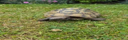 Tortoise reptiles for sale: Herman Tortoise in Heywood - Advert 1