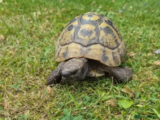 Tortoise reptiles Herman Tortoise - Advert 4