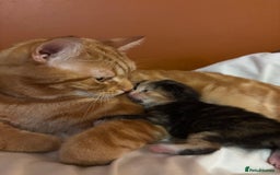 British Shorthair cats for sale: 2 Kittens left for sale! - Image 9