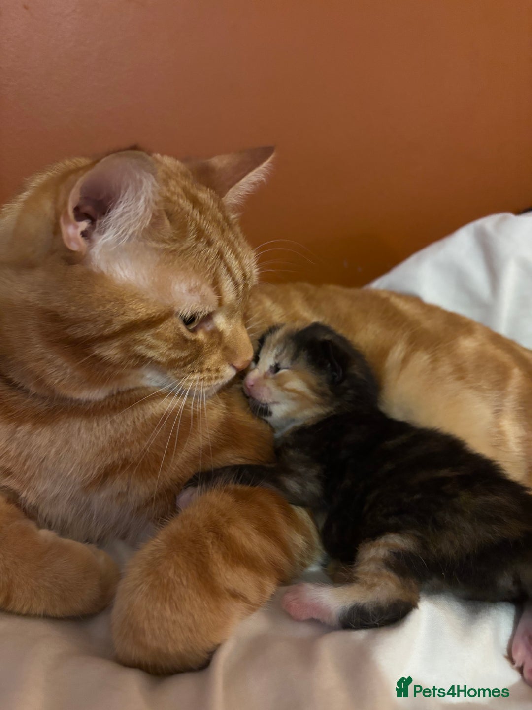 British Shorthair cats for sale: 2 Kittens left for sale! - Image 9