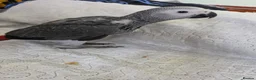Parrots birds for sale: 2 African greys available  in Wembley - Advert 5