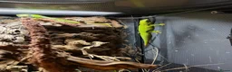 Gecko reptiles for sale: Breeding Pair - Giant Madagascan Day Gecko in Northampton - Advert 2