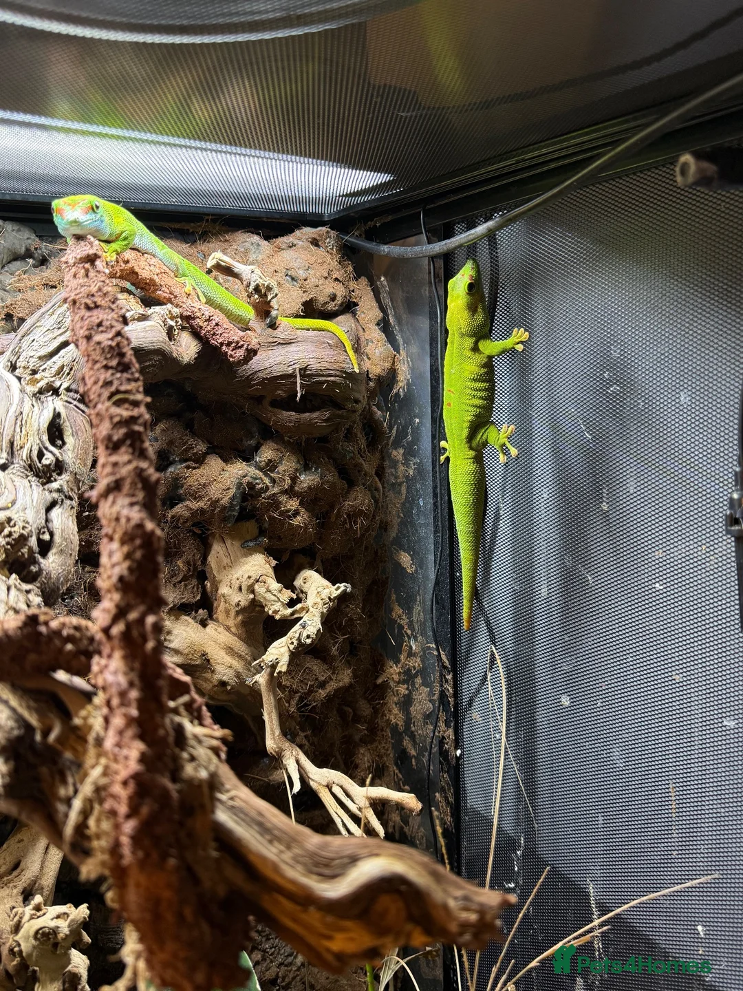 Gecko reptiles for sale: Breeding Pair - Giant Madagascan Day Gecko in Northampton - Advert 2
