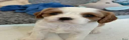Cavalier King Charles Spaniel dogs for sale: DNA Tested Cavalier King Charles Spaniels Puppies - Advert 4