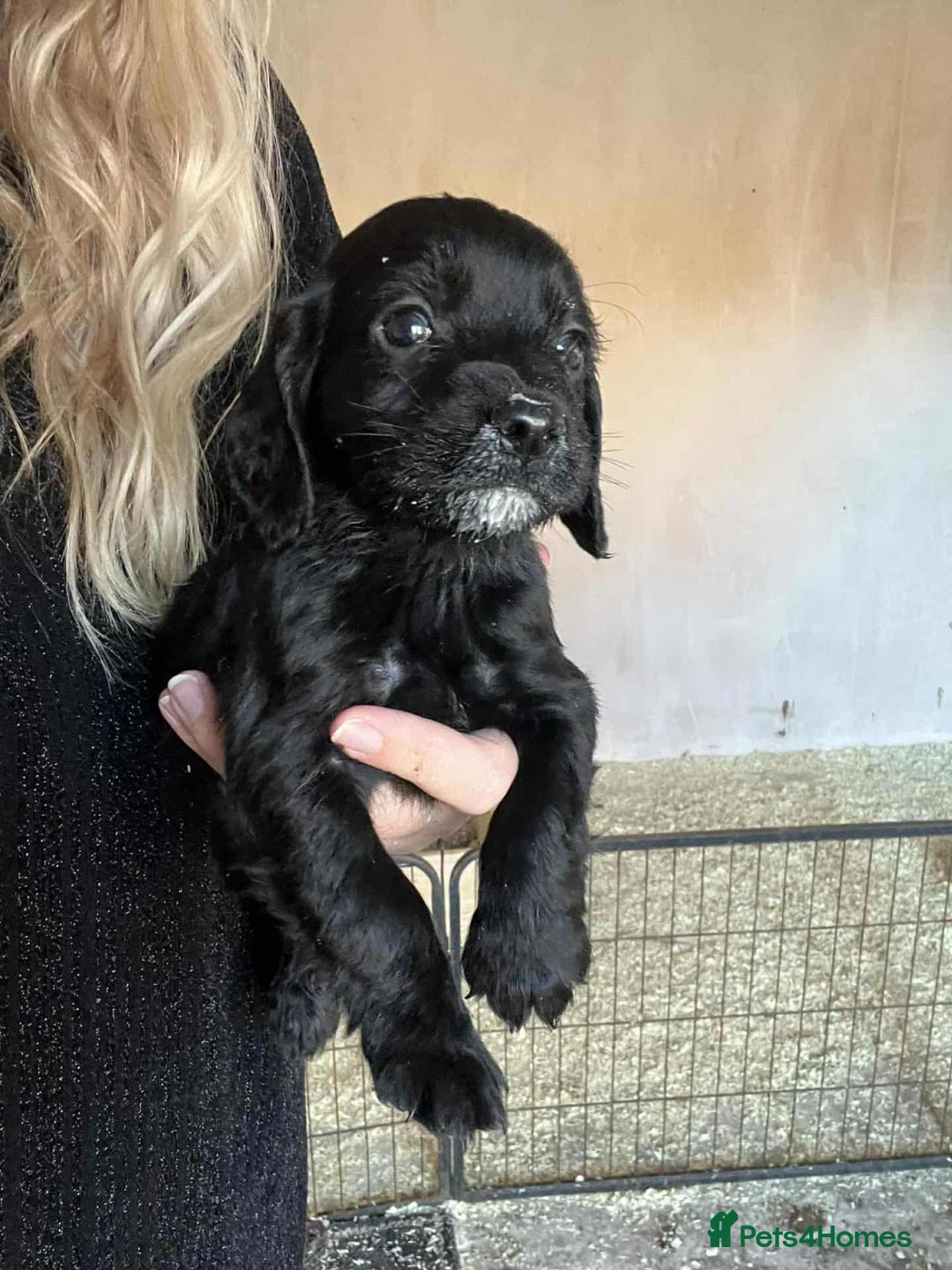 Cocker Spaniel dogs for sale: FTCH MALLOWDALE QUAD x HEATHCROFT KITTY FTCH - Image 4
