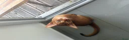 Abyssinian cats for sale: Pedigree Abyssinian boy for sale  - Advert 4