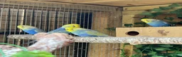 Budgerigars birds for sale: Adult violet rainbow budgies  - Advert 8
