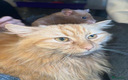 British Longhair cats for sale: Beautiful long haired ginger female  - Image 2