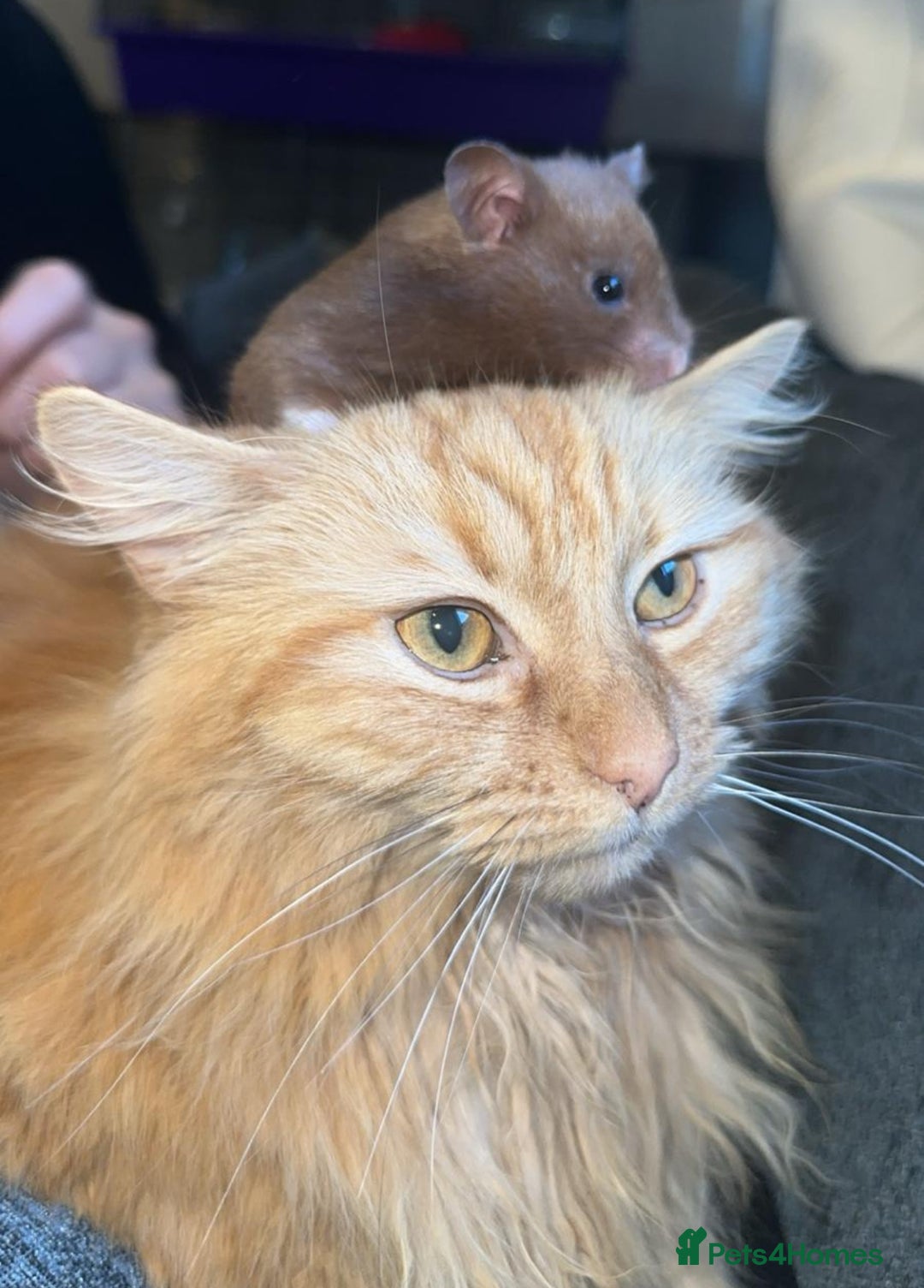 British Longhair cats for sale: Beautiful long haired ginger female  - Image 2