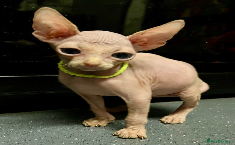 Sphynx cats - Advert 12