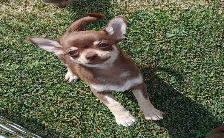Chihuahua dogs - Advert 2