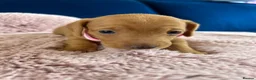 Miniature Dachshund dogs for sale: Beautiful pedigree KC miniature dachshund puppies  - Advert 7
