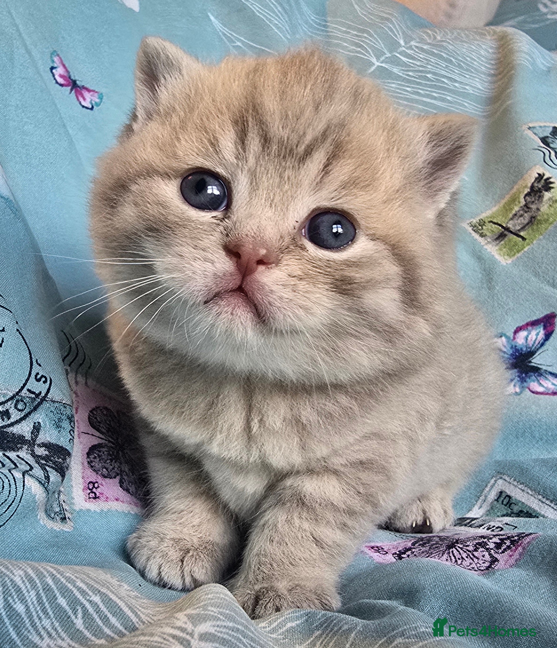 British Shorthair cats TICA registered British shorthair kittens - Advert 9