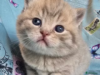 British Shorthair cats TICA registered British shorthair kittens - Advert 9