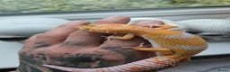 Leopard Gecko reptiles for sale: Tug snow female for sale - Advert 10