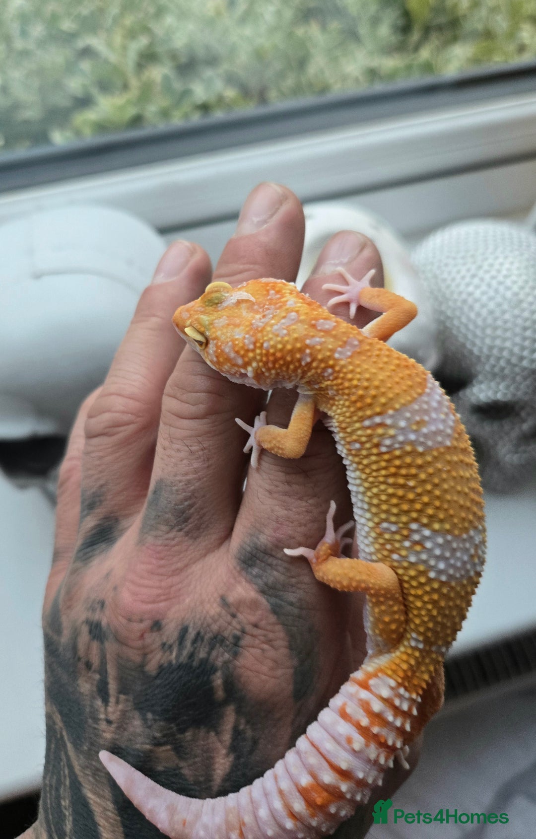 Leopard Gecko reptiles for sale: Tug snow female for sale - Advert 10