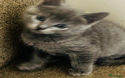 British Shorthair cats for sale: British Shorthair kitten- Female  - Image 2