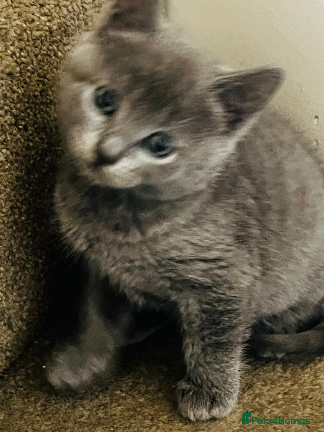 British Shorthair cats for sale: British Shorthair kitten- Female  - Image 2