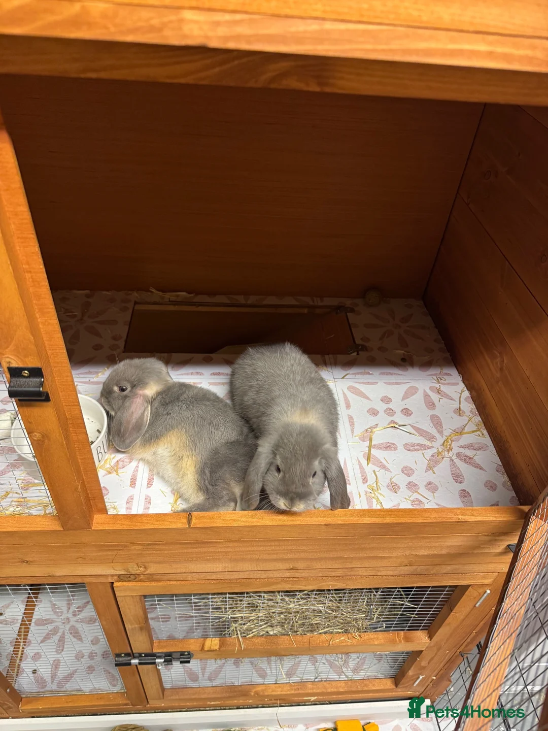 Mini Lop rabbits for sale: 2 Mini Lops for Sale  in Sheffield - Advert 2