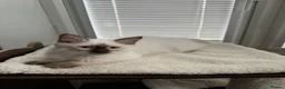 Ragdoll cats for sale: GCCF REG RAGDOLL KITTENS LILAC CHOC SEAL  - Advert 10