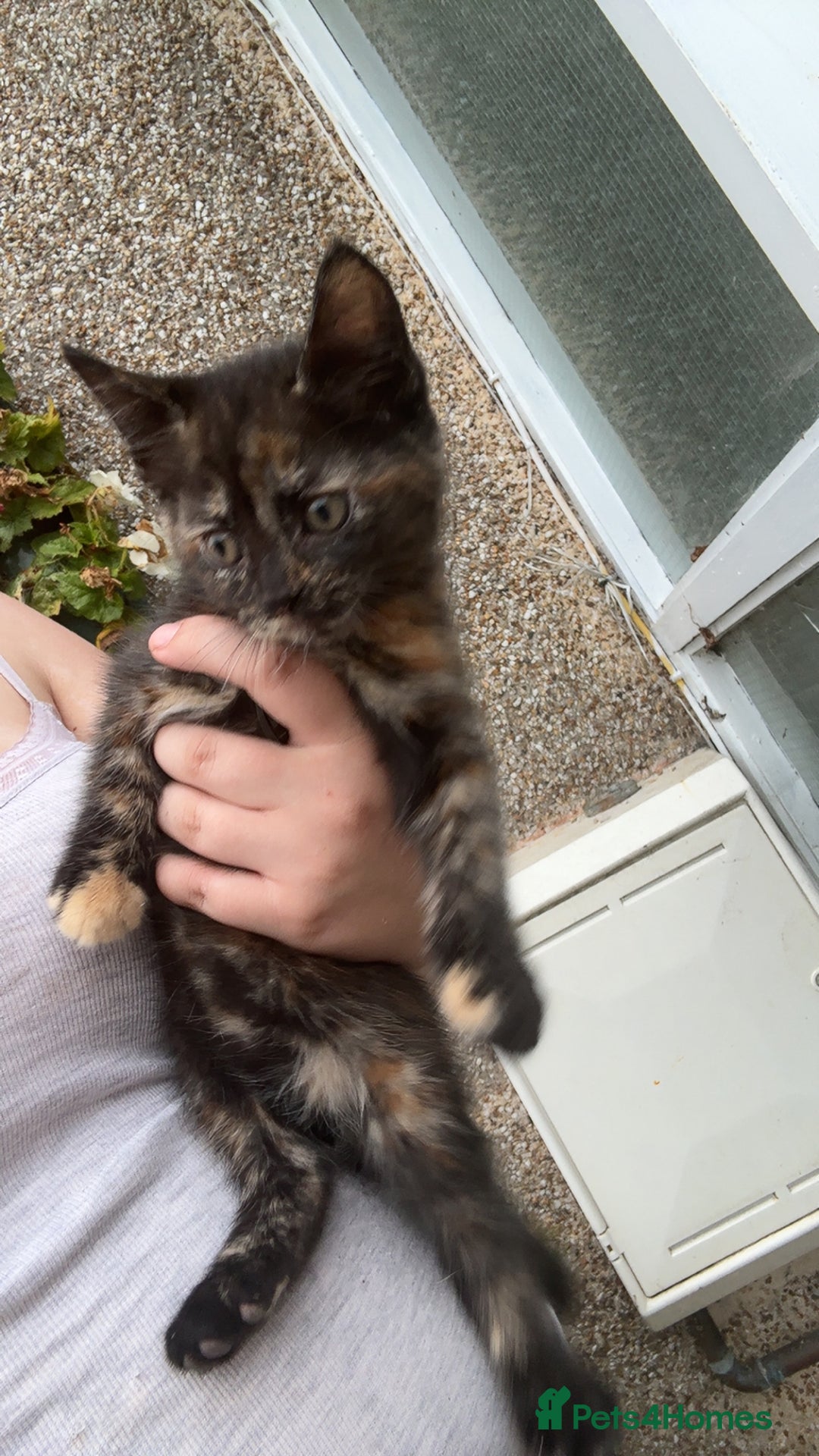 Mixed Breed cats for sale: Kittens for sale  - Image 3