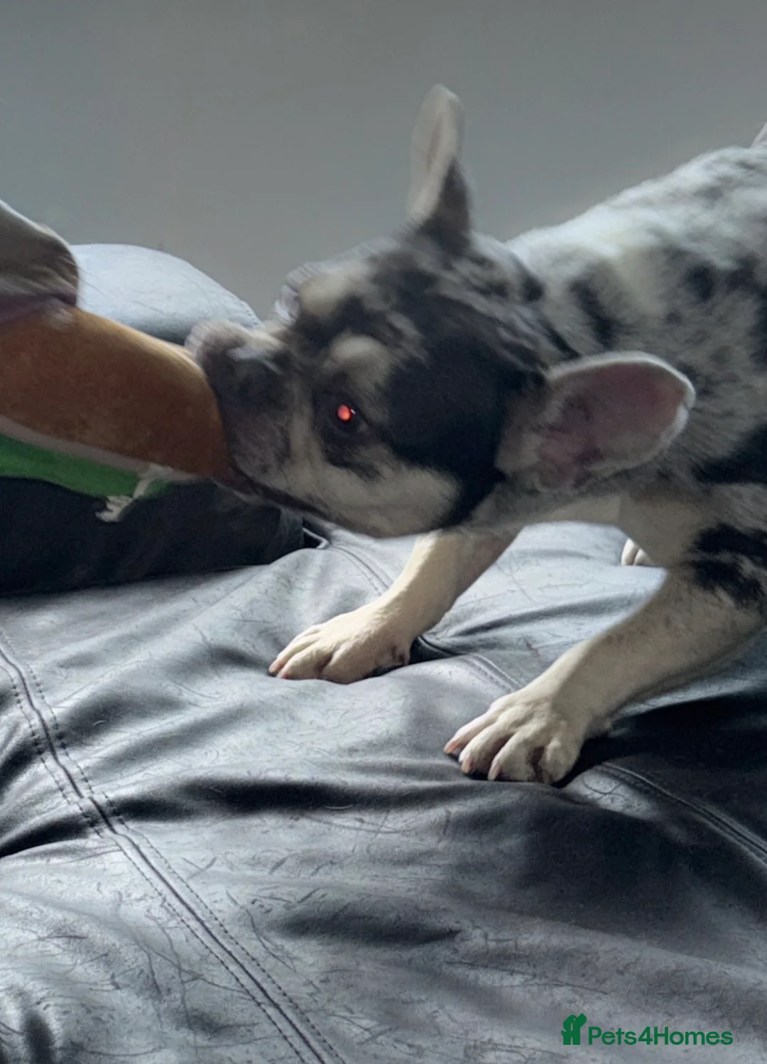 French Bulldog dogs for stud: Stud Wanted for Black & Tan Merle - No Merles in Birmingham - Advert 8