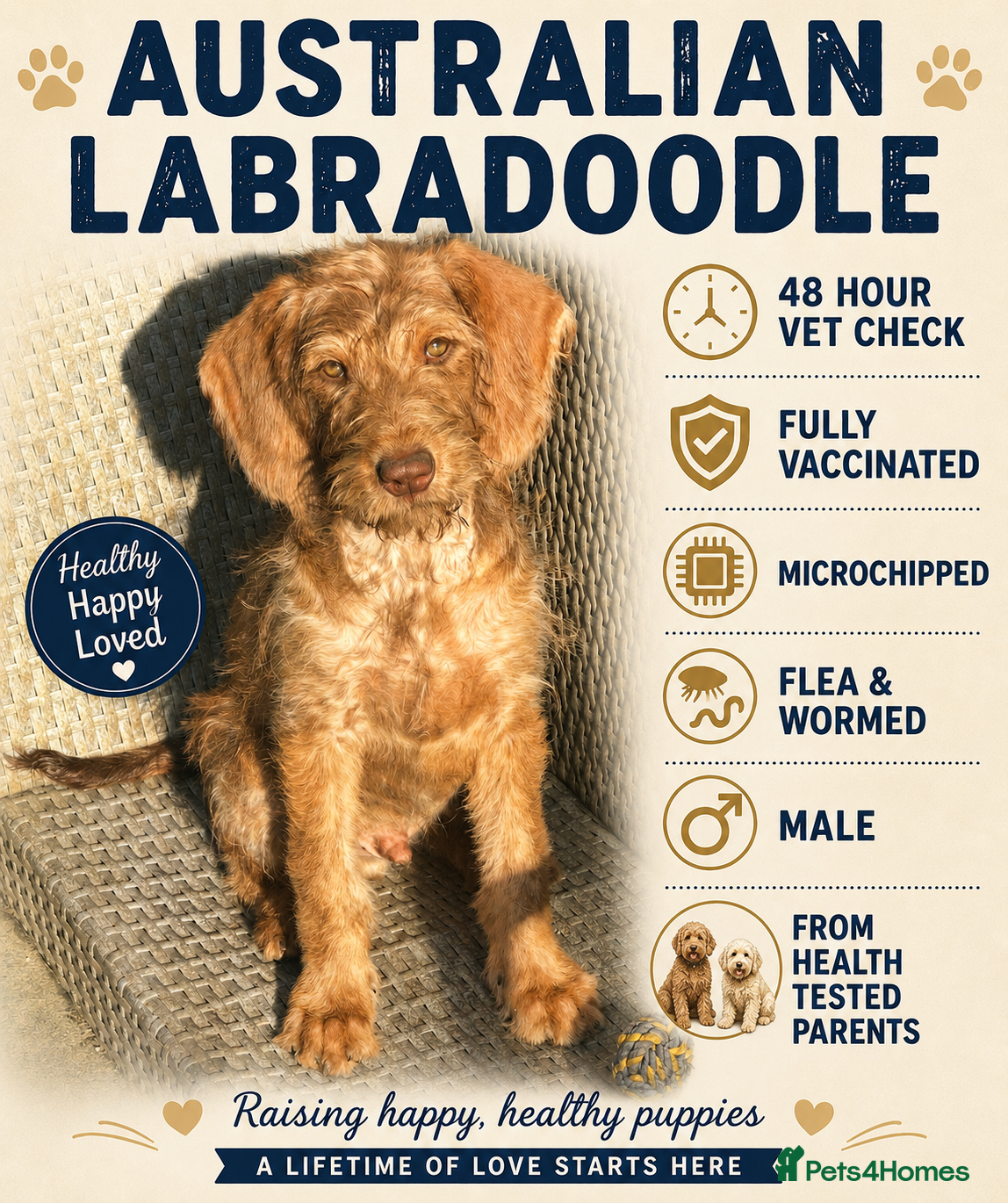 Labradoodle dogs Labradoodle puppies last boy reduced ready now   - Advert 6