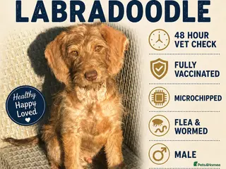 Labradoodle dogs Labradoodle puppies last boy reduced ready now - Advert 6