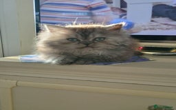 Persian cats for sale: Grey Persian Male - Advert 2