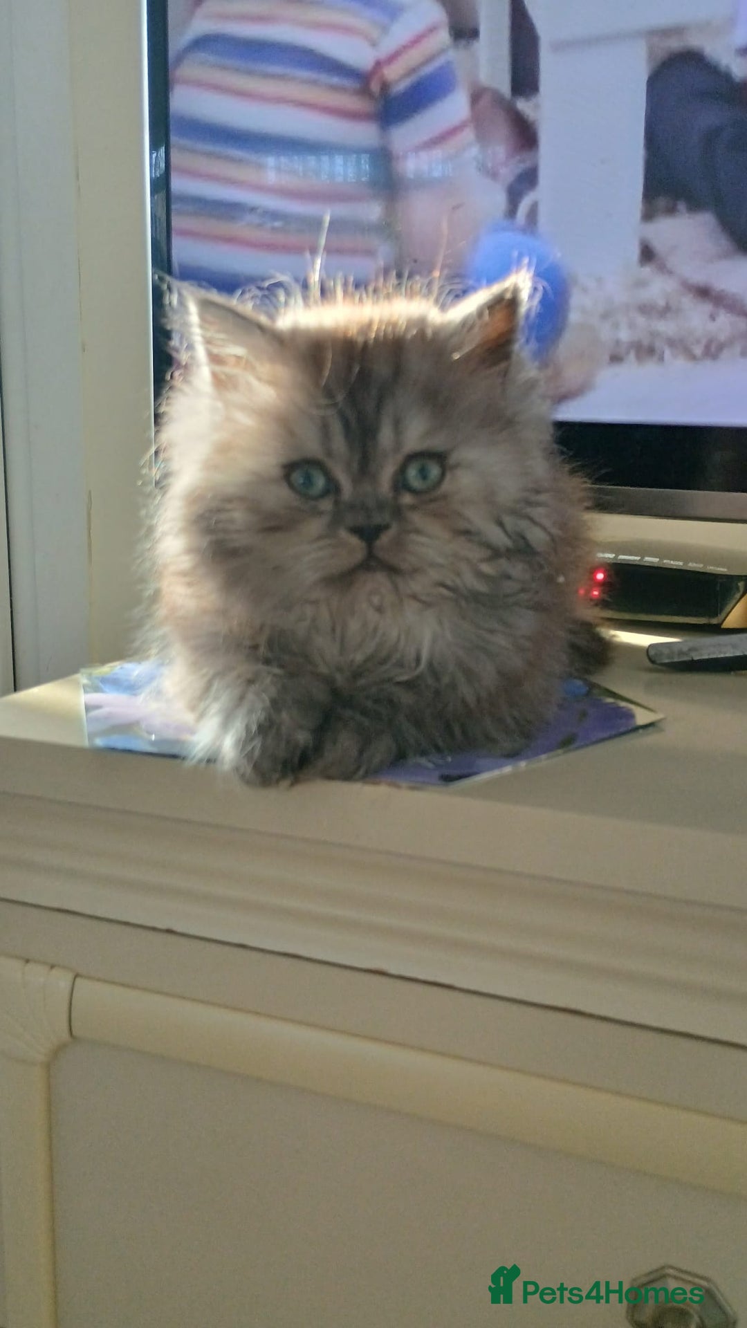 Persian cats for sale: Grey Persian Male - Advert 2