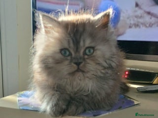 Persian cats Grey Persian Male - Advert 1