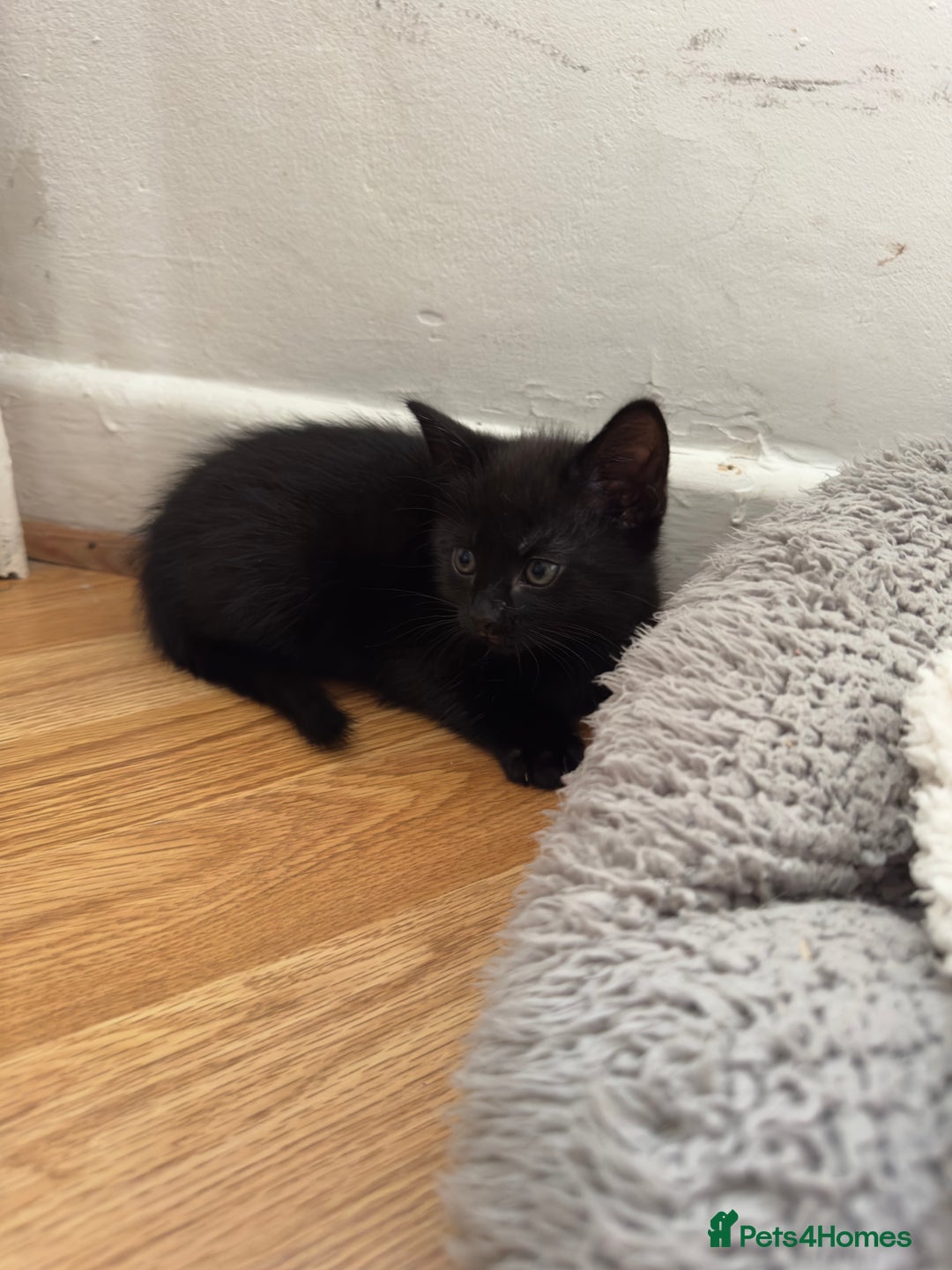 British Shorthair cats for sale: Healthy 8-Week-Old Kittens – Loving Homes Only - Advert 3