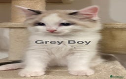 Ragdoll cats for sale: Ragdolls kittens- - Advert 24