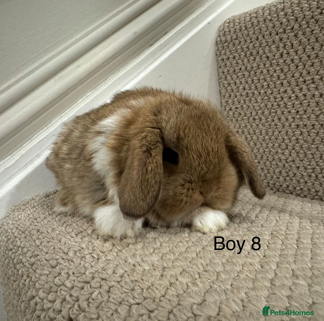Mini Lop rabbits for sale: All reserved - Advert 22