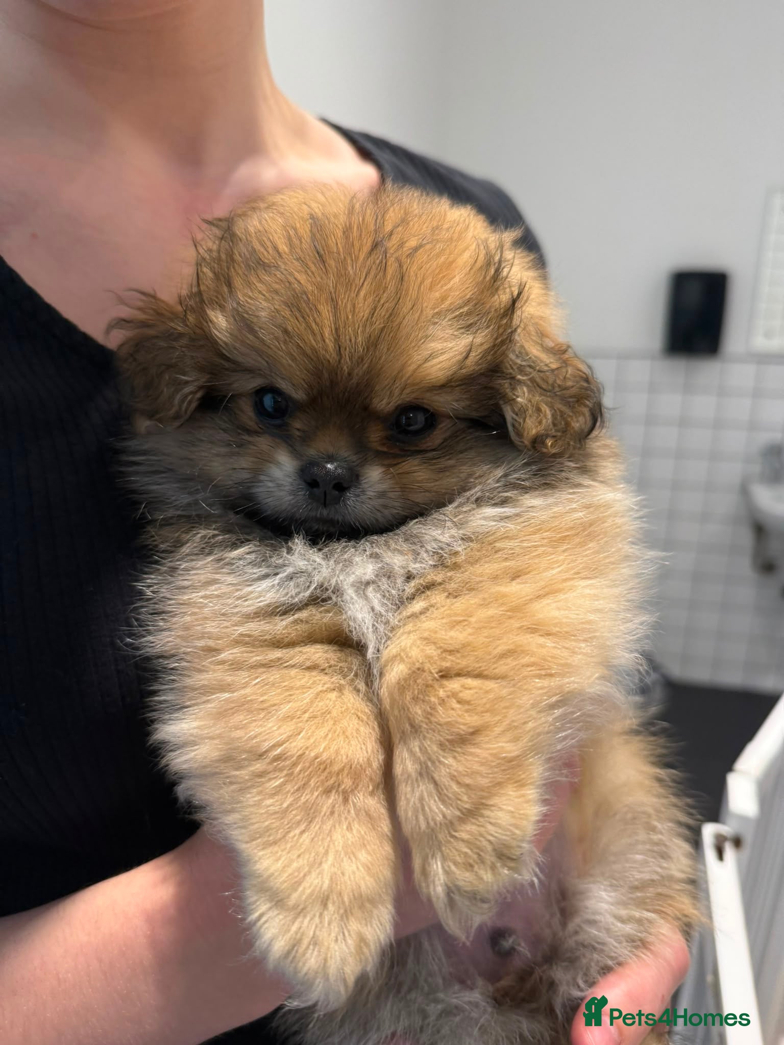 Mixed Breed dogs Stunning Shih Tzu/ Pomeranian puppies  - Advert 2