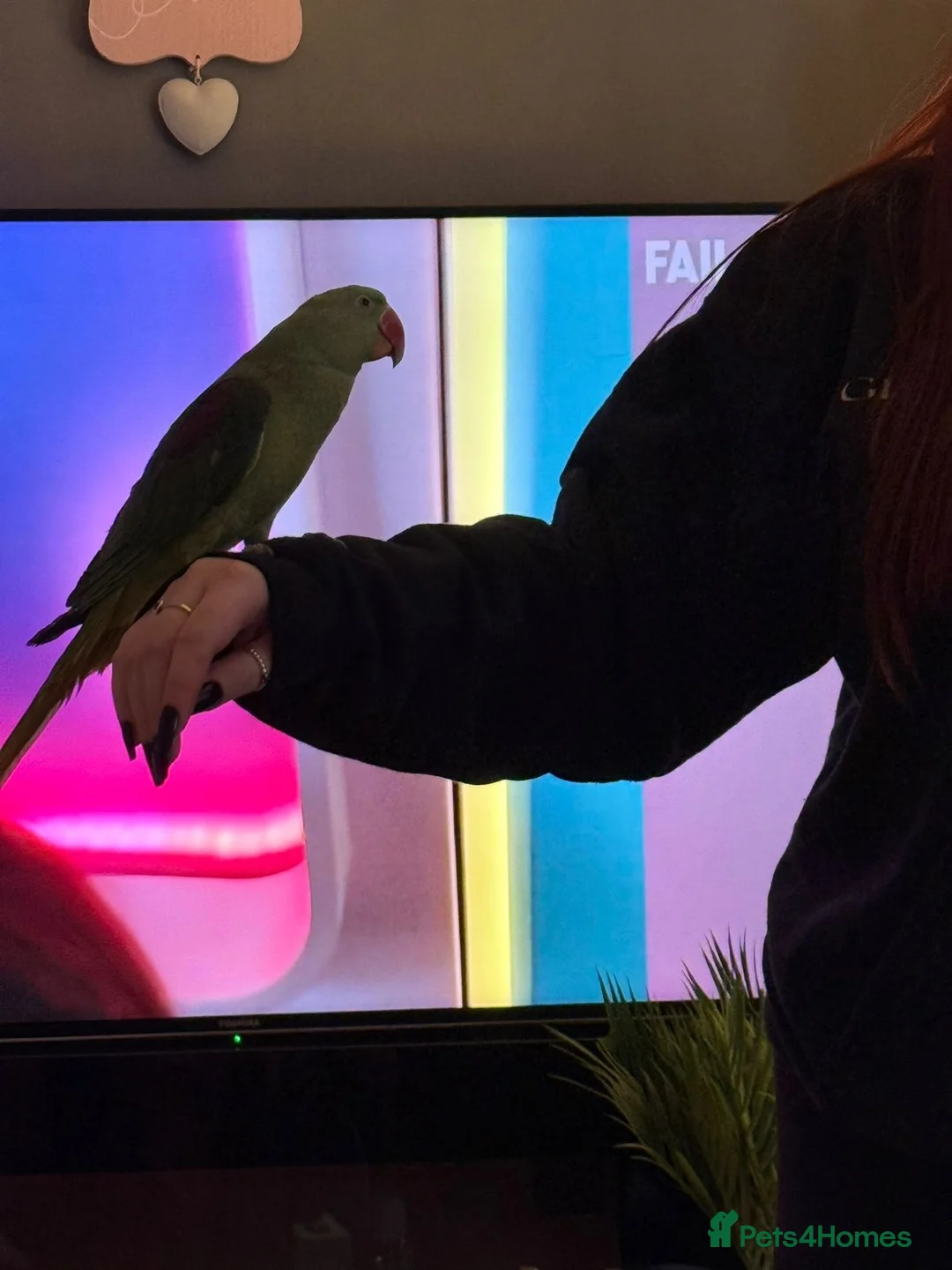 Parrots birds for sale: Alexandrine parrot 10 months  - Advert 5