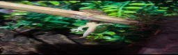 Gecko reptiles for sale: 4 Mourning Geckos + Complete Setup Included - Advert 4