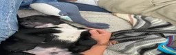 Springador dogs for sale: Happy chappy Springador looking for forever home  in Newquay - Advert 5