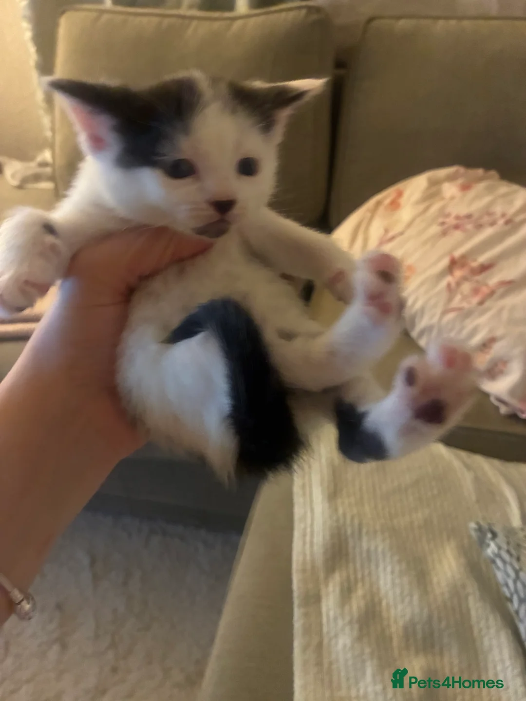 Turkish Angora cats for sale: Beautiful Turkish angora kitten  - Advert 10