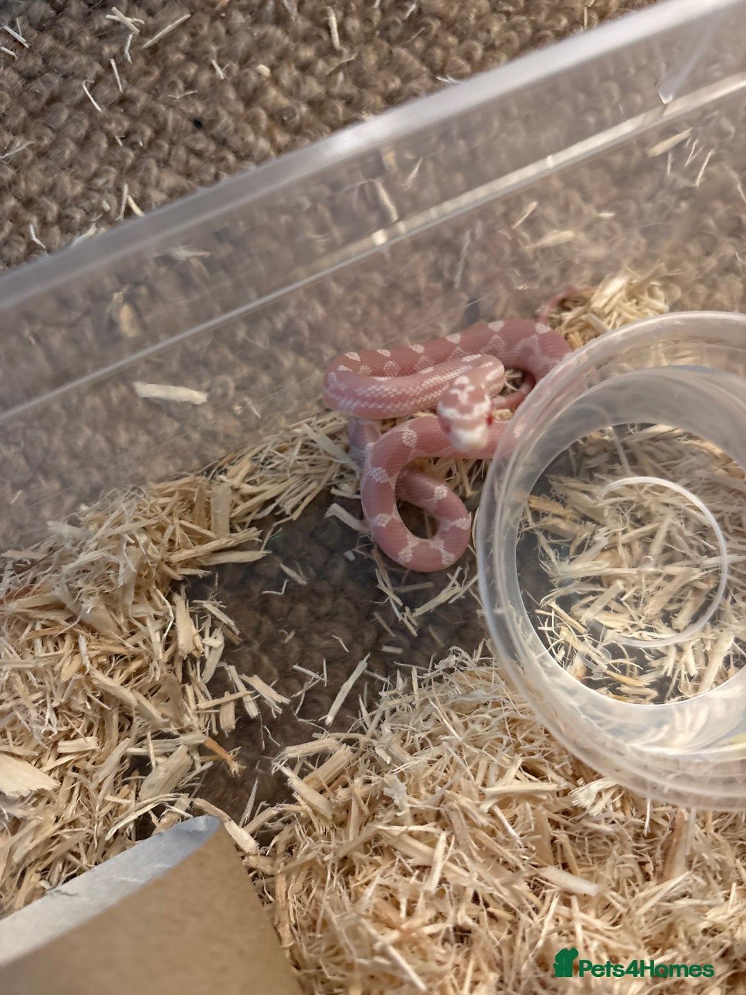 Corn Snake reptiles for sale: Baby corn snakes, snows, amel het palmetto, anery - Image 5