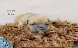 Olde English Bulldogge dogs for sale: Olde english bulldog  - Image 16