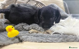 Cocker Spaniel dogs for sale: 2 black working cocker spaniel pups  - Image 1