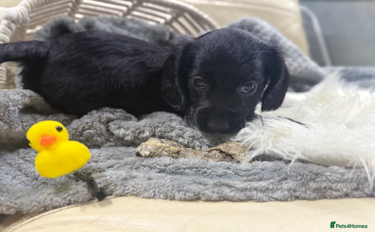 Cocker Spaniel dogs - Advert 2