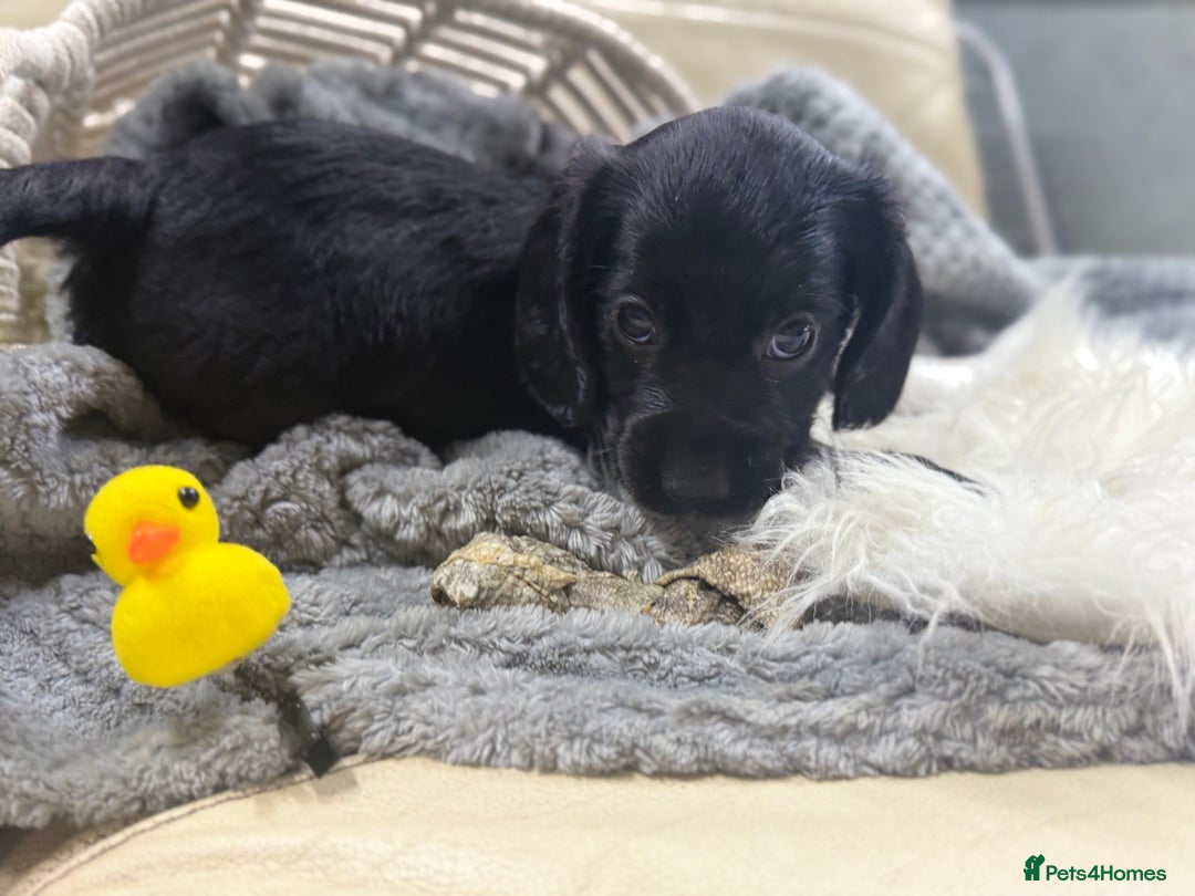 Cocker Spaniel dogs for sale: 2 black working cocker spaniel pups  - Image 1