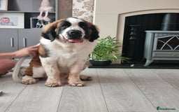 Saint Bernard dogs for sale: Beautiful 10 month old male saint bernard - Image 11